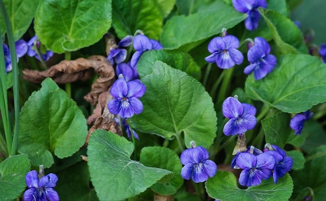 Violet flower close-up showing its purple hue.