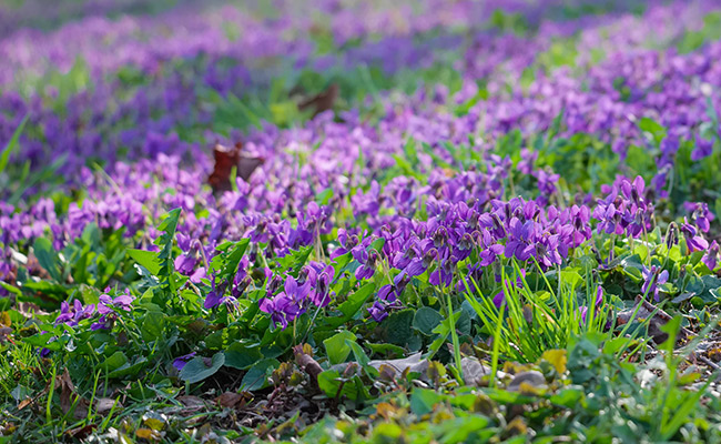 Violet flowers in a field.