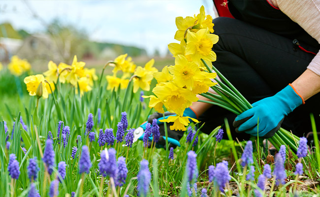 March birth flower daffodils being cut for a bouquet. Gloves are being used to minimize risk of skin irriration.