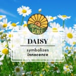 April fun facts and birth flower, daisy, which symbolizes innocence.
