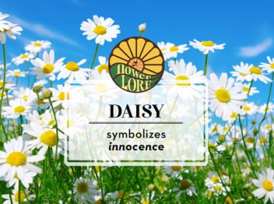 Daisy The April Birth Flower featured image