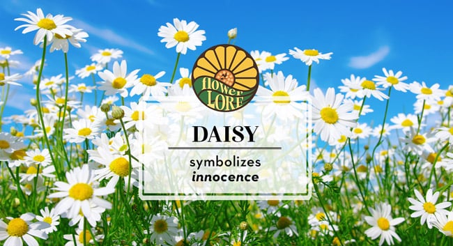 April fun facts and birth flower, daisy, which symbolizes innocence.