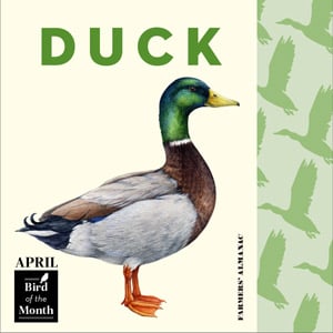 April symbols represented by bird of the month, duck.