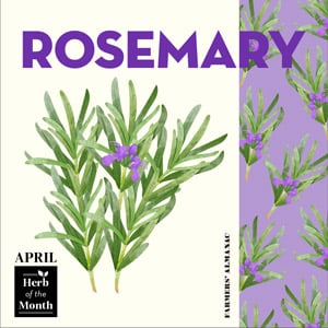 April symbols represented by herb of the month, rosemary.