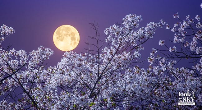 April night sky with the full Pink Moon over magnolia trees.