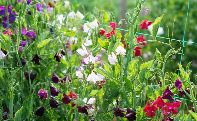 April birth month flower alternative, sweet pea.