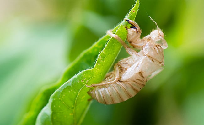 Cicada nymph representing the cicada life cycle.