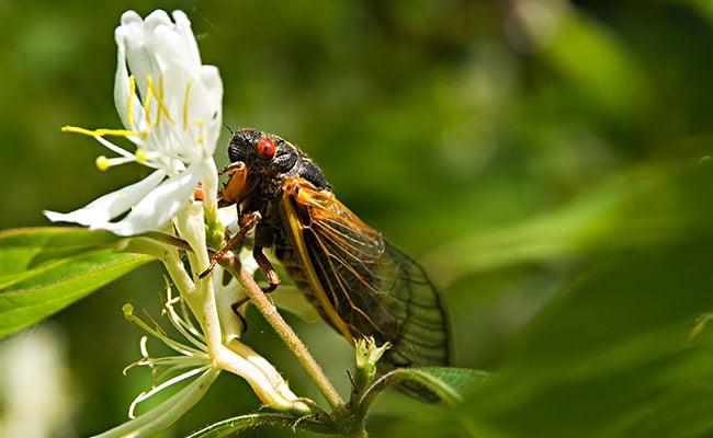 Cicada meaning and symbolism represented by a cicada on a white flower.
