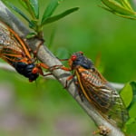 Two cicadas on a branch representing cicada season 2024.