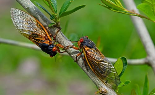 Two cicadas on a branch representing cicada season 2024.