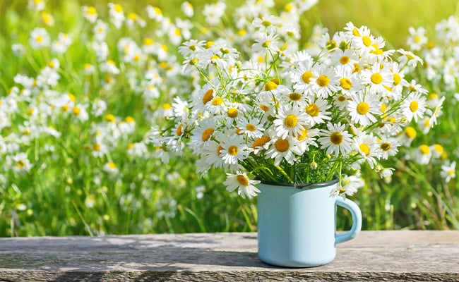 Daisy flower meaning represented by a daisy bouquet in a tin cup.