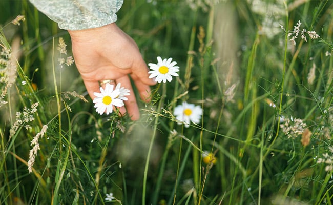 Daisy plant growing in the wild touching a woman's hand.