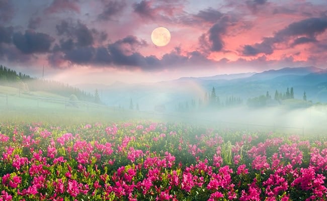 Flower Moon astrology report represented by a full Moon in a misty sky over dark pink flowers.