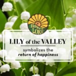 May fun facts and birth flower, lily of the valley, which symbolizes the return of happiness.
