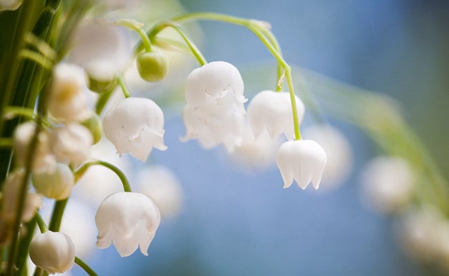 Lily of the valley flower with white blossoms close up.