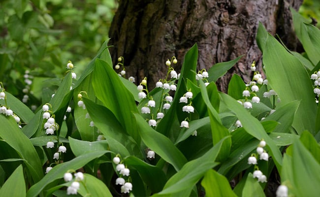 Lily of the valley flowers in front of a tree in nature.