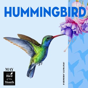 May symbols represented by bird of the month, hummingbird.