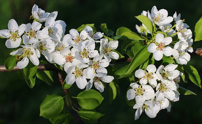 May birth month flower alternative, hawthorn.