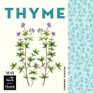 May symbols represented by herb of the month, thyme.