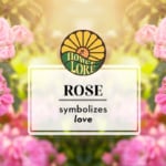 June birth flower, rose, which symbolizes love.