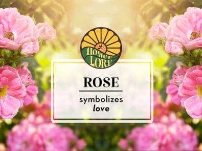 Rose The June Birth Flower featured image