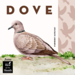 June fun facts and symbols represented by bird of the month, dove.