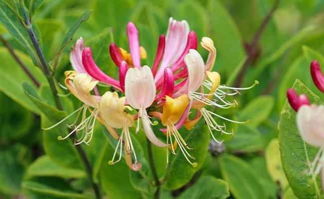 June birth month flower alternative, honeysuckle.