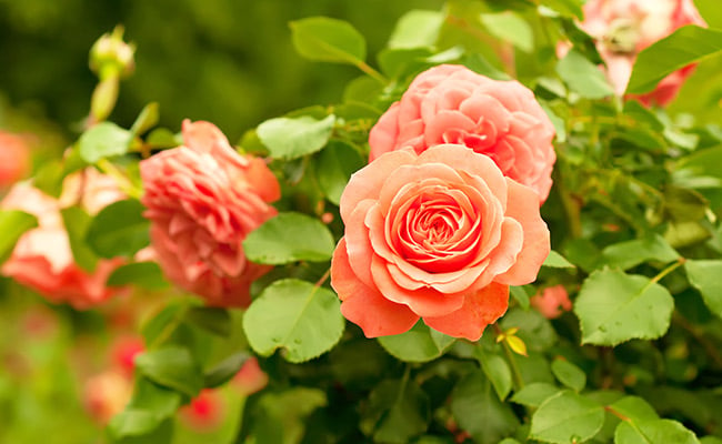 June birth month flower, rose, with peach colored blossoms.