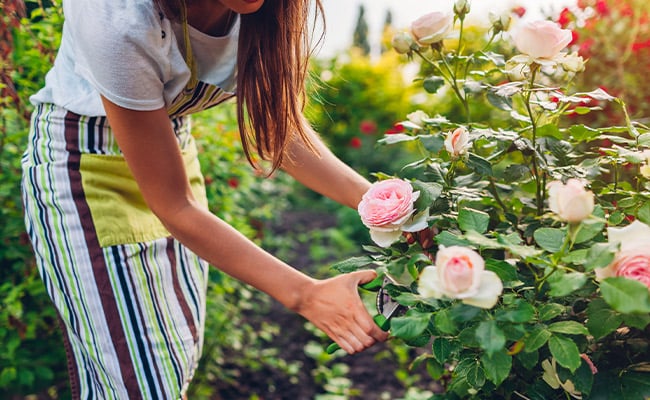 Pink roses being cut by a woman in a garden.