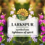 July birth flower, larkspur, which symbolizes lightness of spirit.