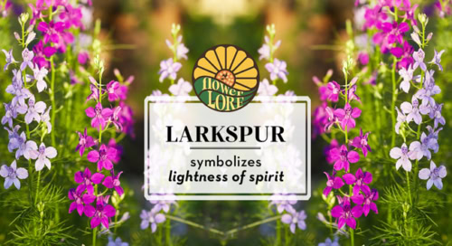 July birth flower, larkspur, which symbolizes lightness of spirit.