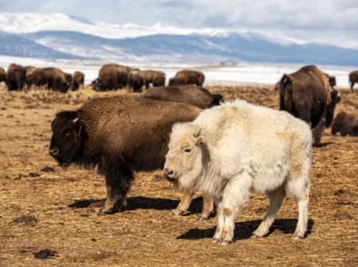 Legend Of The White Buffalo Calf Woman featured image