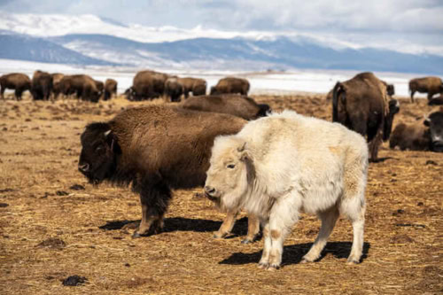 White buffalo among other buffalo in the United States.