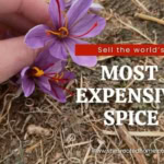 Saffron spice inside a saffron crocus flower.