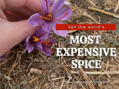 How To Sell Saffron – Worth More Than Gold featured image