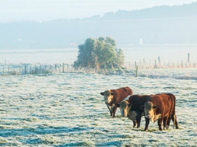 Farmers’ Almanac Winter 2025 Extended Weather Forecast (Canada) featured image