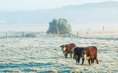 Canada winter forecast 2024-2025 represented by cows in a snowy field.