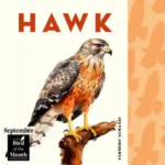 September fun facts and symbols represented by bird of the month, hawk.