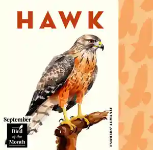 Birth Month Birds – Find Yours! featured image