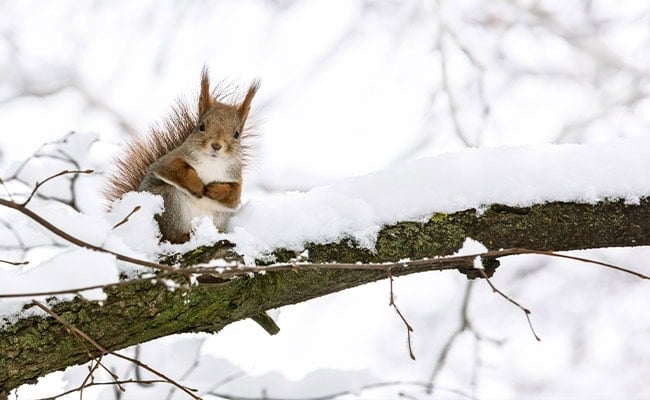 Winter weather 2023-2024 represented by a squirrel on a branch in the snow.