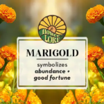Marigold flower meaning represented by orange and golden colored flowers and the words abundance and good fortune.