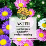 Aster flower meaning represented by pink and purple asters and the words empathy and understanding.