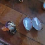 Persimmon seed split in half demonstrating Farmers' Almanac persimmon seed prediction 2024-2025.