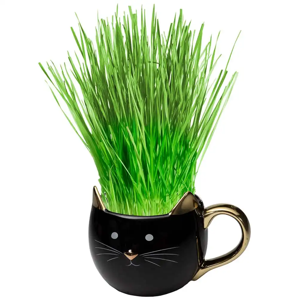 Cat grass in a black mug painted like a cat.