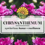 November birth flower, chrysanthemum, with pink blossoms.