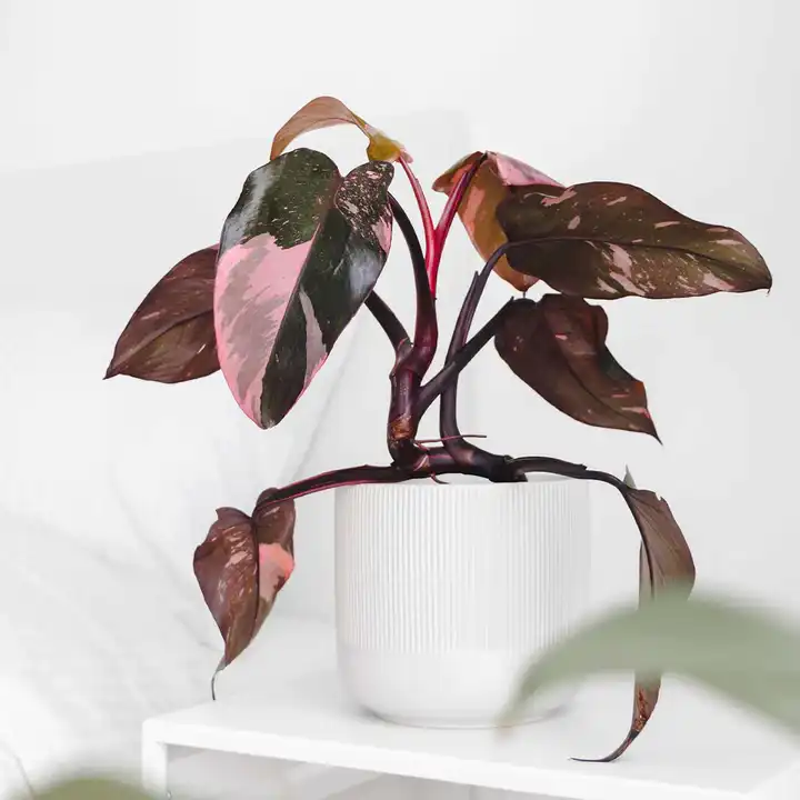 Philodendron pink princess plant in a white pot.