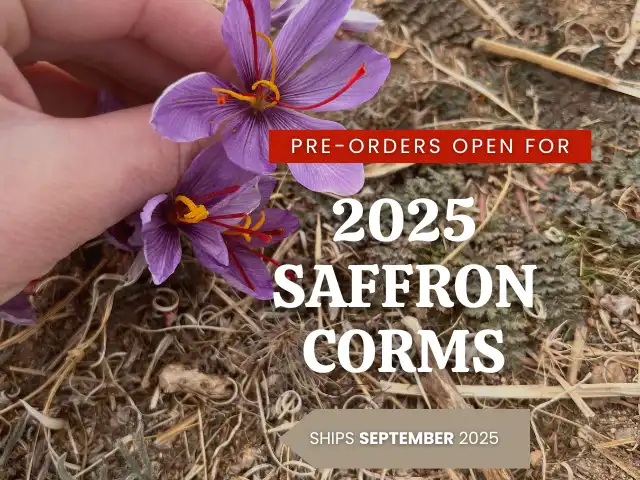 Saffron bulbs sprouting pink saffron flowers with saffron spice.