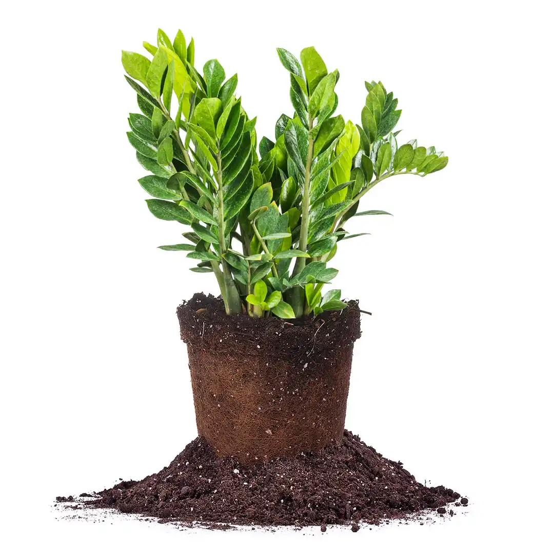 ZZ plant with bright green leaves ready to be planted with soil all around.