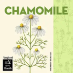 Chamomile, August's birth month herb.