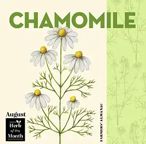 Get To Know Birth Month Herbs – Find Yours! featured image